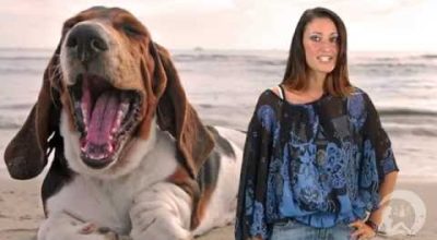 Il cane ideale per il tuo segno zodiacale