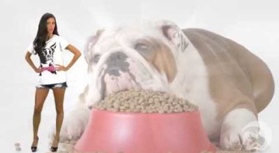 Il cane ideale per il tuo segno zodiacale