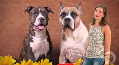 Il cane ideale per il tuo segno zodiacale