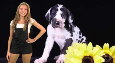 Il cane ideale per il tuo segno zodiacale