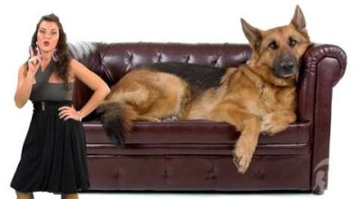 Il cane ideale per il tuo segno zodiacale