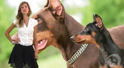 Il cane ideale per il tuo segno zodiacale