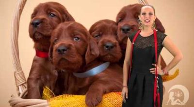 Il cane ideale per il tuo segno zodiacale